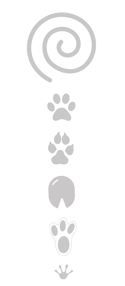 brachial animal jukoa brachial animal jukoa