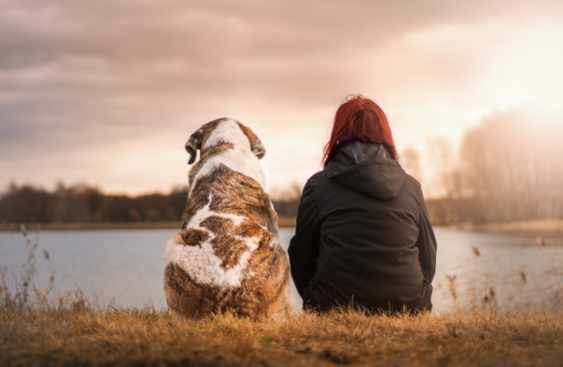 Relation animal humain
