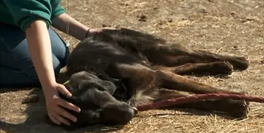chien soin énergétique